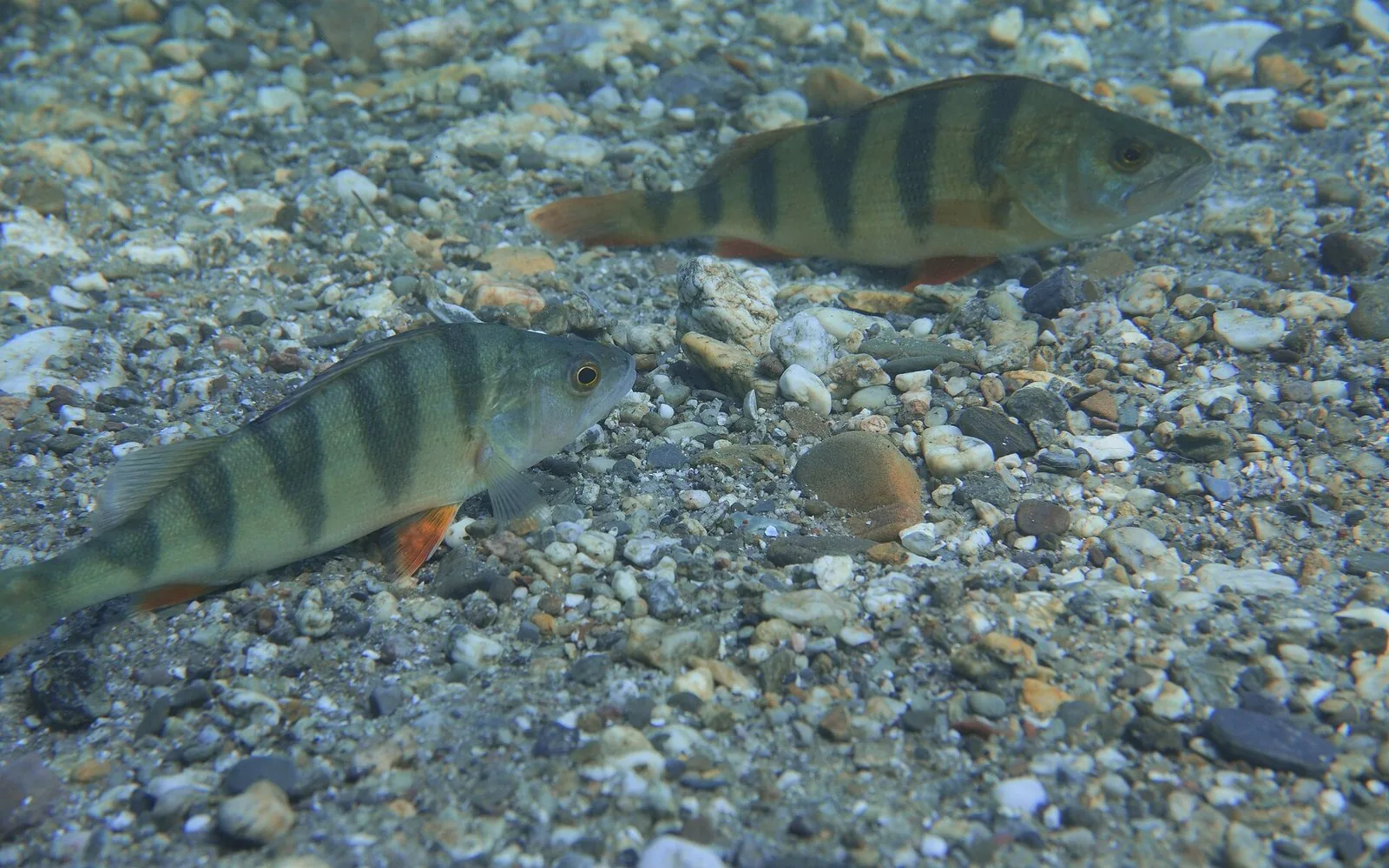 Alcuni pesci persico fra i ciottoli del fondale, nell'acqua limpida del lago